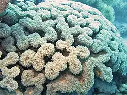 Colonia con pólipos semi expandidos que deja observar su estructura flabelo-meandroide