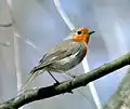 Robin europeo