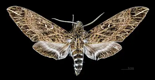 Euryglottis dognini Mujer, dorsal