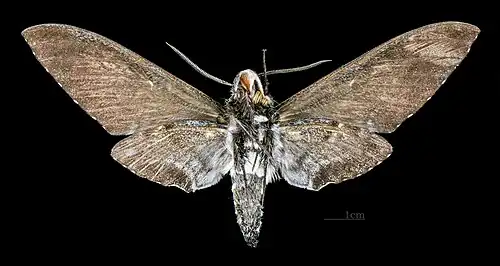 Euryglottis dognini Mujer, ventral