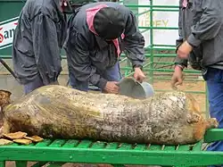 Jornadas de la Matanza