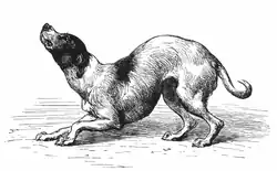 "Dog in a humble and affectionate frame of mind"