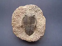 Fósil de trilobites.