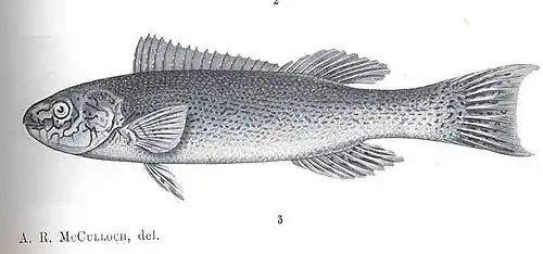 Olisthops cyanomelas