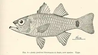 Ostorhinchus jenkinsi