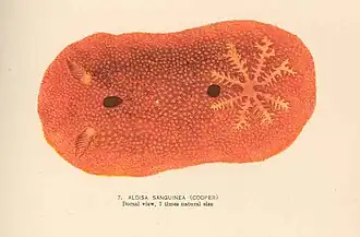 Aldisa sanguinea