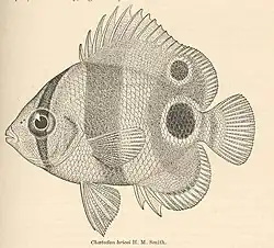 Ilustración de ejemplar juvenil de C. bricei (sinonimia) Smith, Hugh M. (1898)