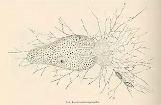Allogromia lagenoides, concha monocámara (Monothalamea)