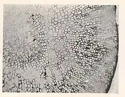 Parenquimatoso (sección de alga parda)