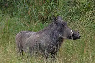 Facóquero común (Phacochoerus africanus).