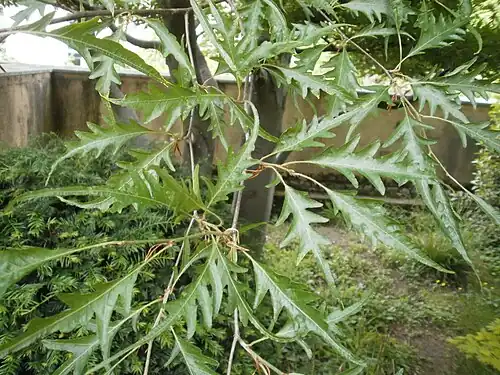 Follaje de Fagus sylvatica 'asplenifolia'.