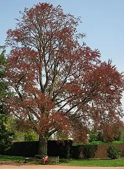 Fagus sylvatica purpurea 'Riversii'.