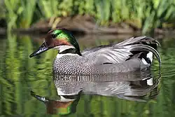 Cerceta de alfanjes (Mareca falcata).
