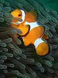 Amphiprion ocellaris