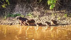Capibara con crías en Bolivia.