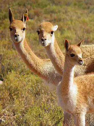 Familia de vicuñas en el área