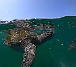 Tortugas en Los Órganos.