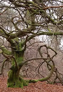 Ejemplar de faux de Verzy en el parque natural de la Montagne de Reims.