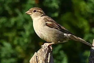 Conirrostro (gorrión, Passer domesticus)