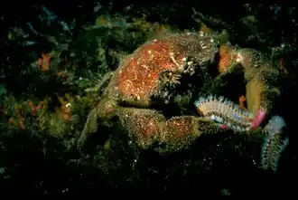 Cangrejo del género Dromia depredando un H. carunculata.