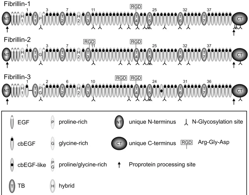 Moléculas de Fibrilinas comparadas. Estructura primaria