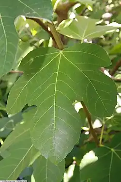 Hoja de 'Brown Turkey' en United States Botanic Garden.