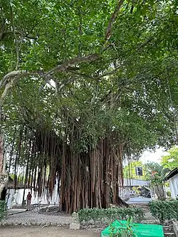 Pivijay en el traspatio de la Casa Museo Gabriel García Márquez