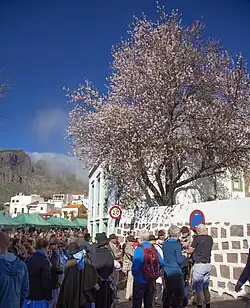 Fiesta del Almendro en Flor