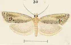 Bactra optanias