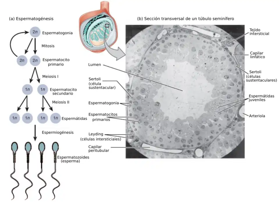 Espermatogénesis, Espermatocitos primarios. Espermatocitos secundarios.