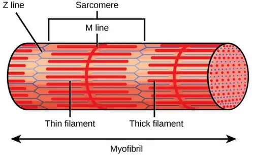 Sarcómero: Z = línea-Z. M = línea M Thin filament = Filamento fino (en azul). Thick filament = Filamento grueso (en rojo).