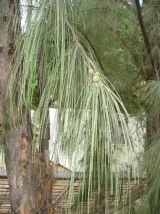 Casuarina equisetifolia (casuarina).