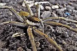 Ejemplar adulto (Ancylometes rufus)