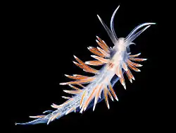 Flabellina lineata.