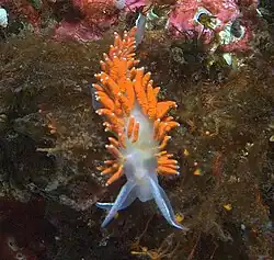 Flabellina amabilis.