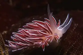 Flabellina capensis.