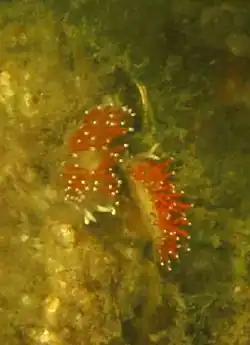 Flabellina gracilis.