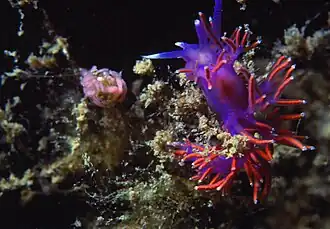 Flabellina ischitana.