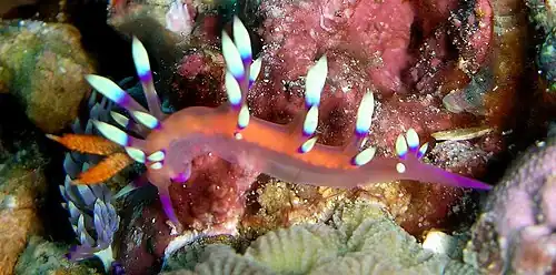 Flabellina marcusorum.