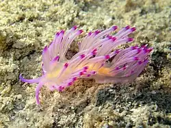 Flabellina rubrolineata.