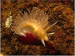 Flabellina trophina.