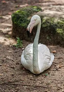 Phoenicopterus chilensis