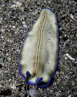 Pseudoceros monostrichos