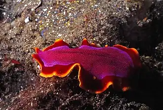 Pseudobiceros ferrugineus