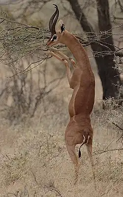 gacela de waller, gérénuk (macho)