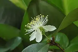 Flor blanca