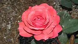 Floribunda 'Heat Wave', Swim 1958. En el Bush's Pasture Park Rose Garden, Salem (Oregón).