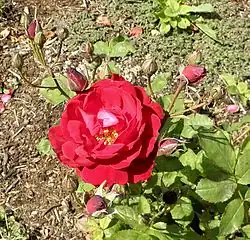 Floribunda 'Ruby Lips', Swim 1958.