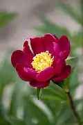 Paeonia 'Enshikou'.