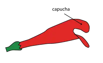 Perianto galeado. Marcado el labio superior con forma de gálea.